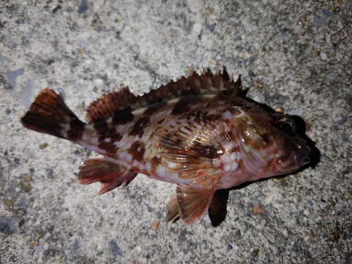 カサゴの釣果