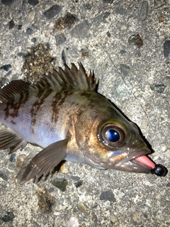 メバルの釣果