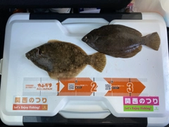 カレイの釣果