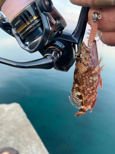 アラカブの釣果