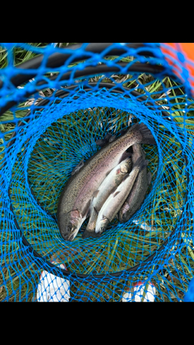 ニジマスの釣果