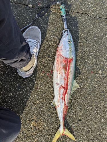 ワカシの釣果