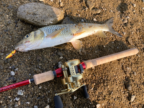 ニゴイの釣果