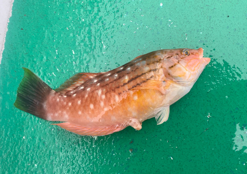 アカササノハベラの釣果