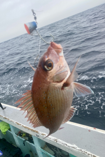 マダイの釣果