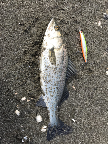 セイゴ（タイリクスズキ）の釣果