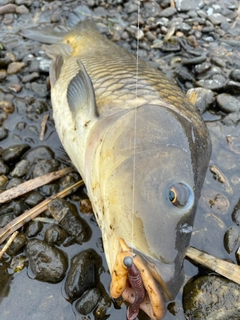 コイの釣果