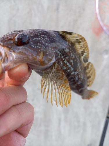 アイナメの釣果