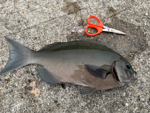 メジナの釣果