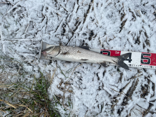 ニゴイの釣果