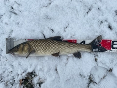 ニゴイの釣果