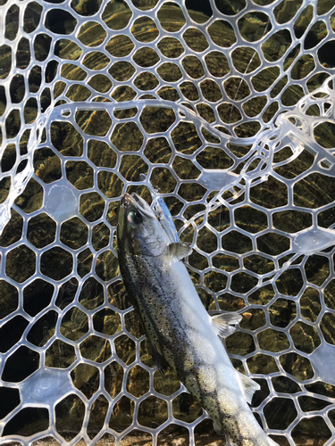 サクラマスの釣果