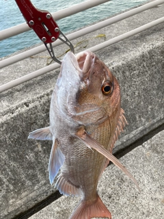 タイの釣果