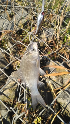 フナの釣果