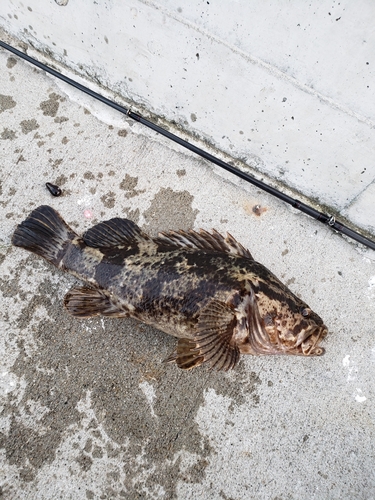 ベッコウゾイの釣果