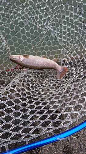 ブラウントラウトの釣果