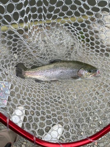 ニジマスの釣果