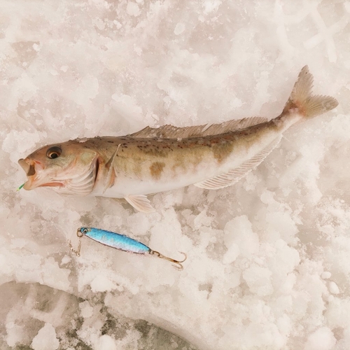 ホッケの釣果