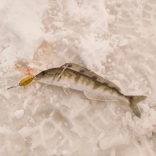 ホッケの釣果