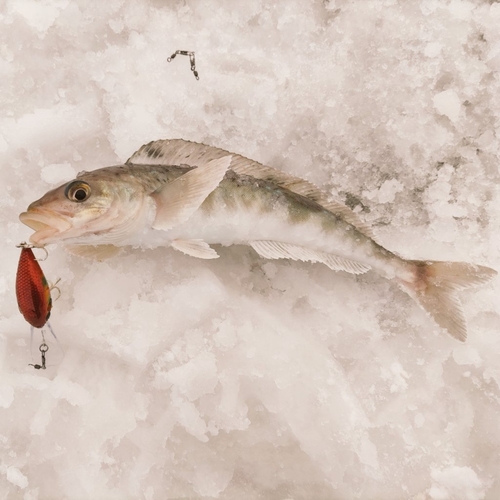 ホッケの釣果