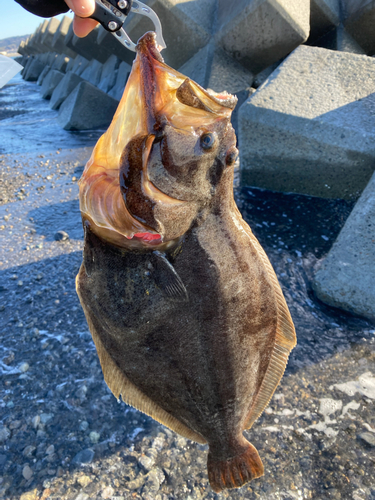 ヒラメの釣果