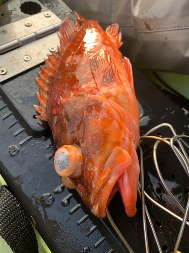 カサゴの釣果