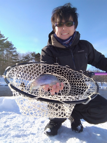 トラウトの釣果