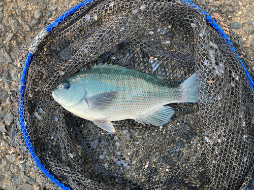 クチブトグレの釣果