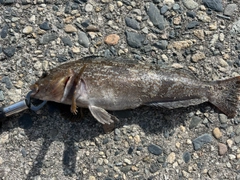 アイナメの釣果