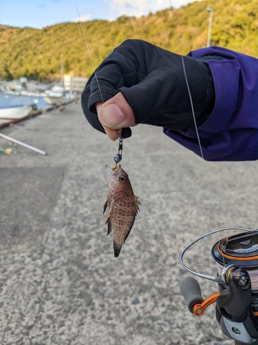 オオモンハタの釣果