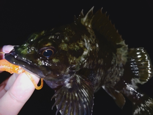 ムラソイの釣果