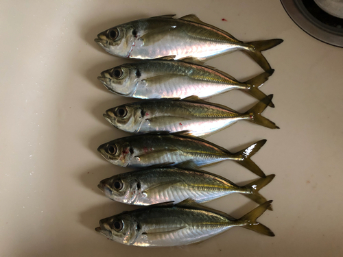 アジの釣果