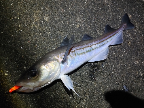 スケトウダラの釣果