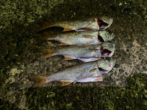 クロムツの釣果