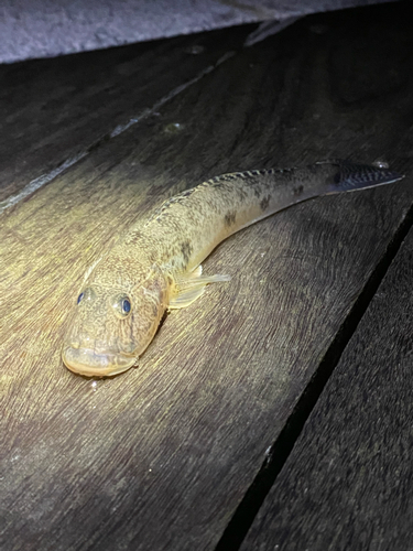 ウロハゼの釣果