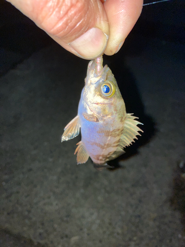 メバルの釣果