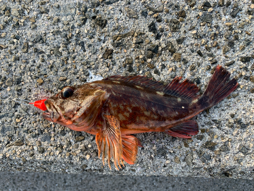 カサゴの釣果