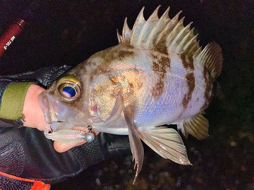 シロメバルの釣果