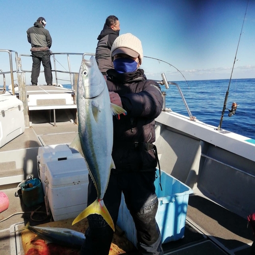 ブリの釣果