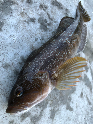 アイナメの釣果