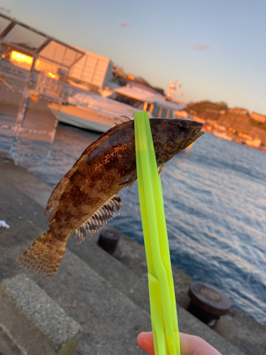 アイナメの釣果