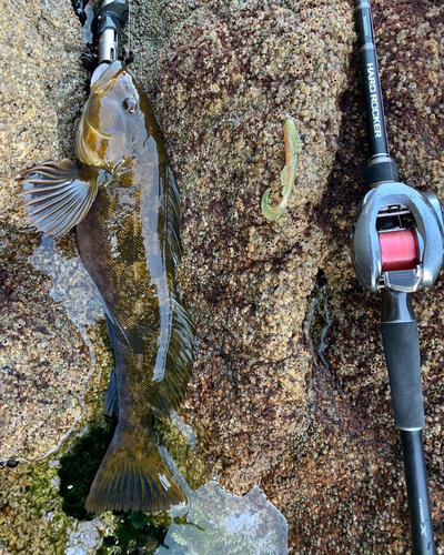 アイナメの釣果