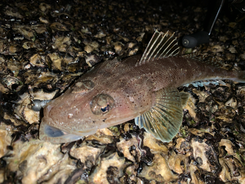 コチの釣果