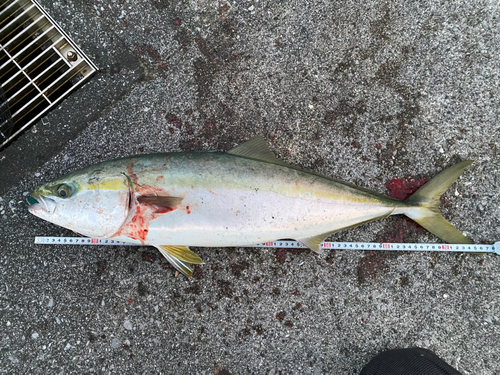 メジロの釣果