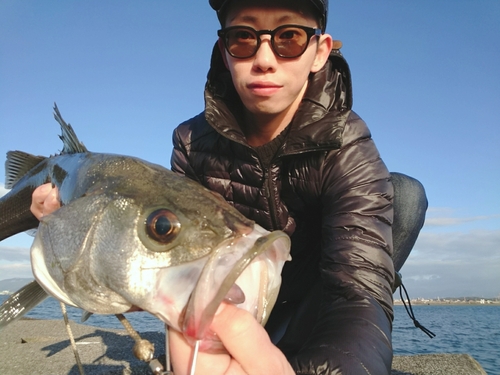 セッパ（マルスズキ）の釣果