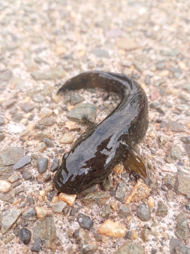 アゴハゼの釣果