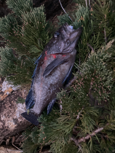 マゾイの釣果