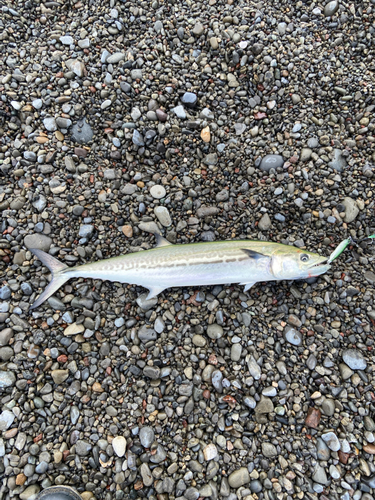 サゴシの釣果