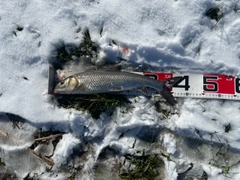 ニゴイの釣果