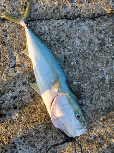 ハマチの釣果